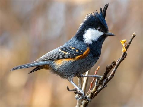 Московка - eBird | Московка, Домашние птицы, Красивые птицы