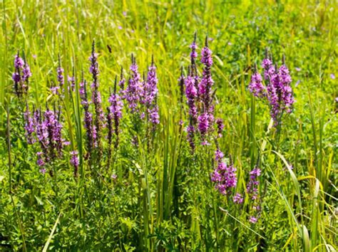 Дербенник – посадка и уход в открытом грунте, фото сортов