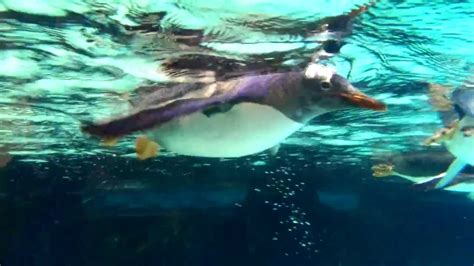 Gentoo penguins swimming and eating underwater at the Melbourne Sealife