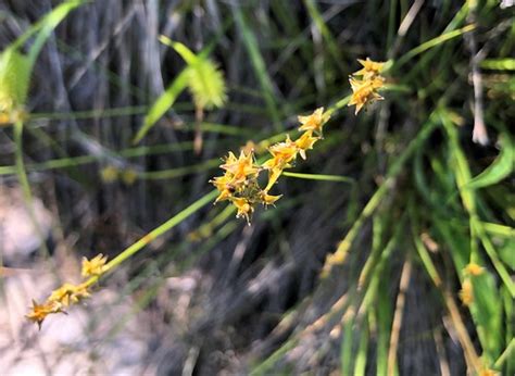 Carex Rosea Rosy Sedge Warnimont Park Carex Rosea Rosy Flickr