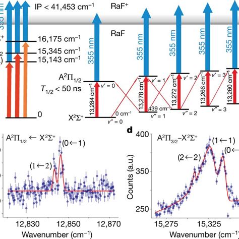 Vibronic spectra measured for different isotopologues of RaF Measured ...