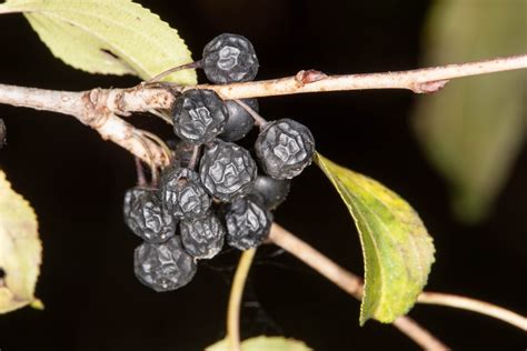 Champlain Islands' Nature: Common Buckthorn Berries