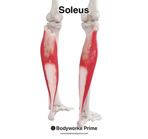 Deep Posterior And Soleus