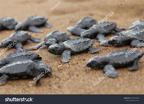 Baby Olive Ridley Sea Turtle