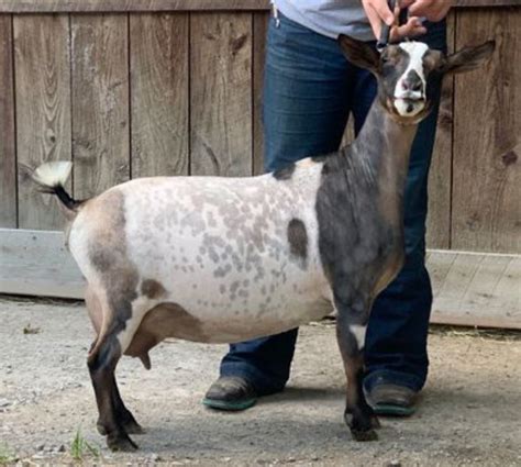 Showing Nigerian Dwarf Goats