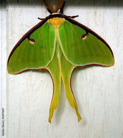 luna moth Stock Photo | Adobe Stock