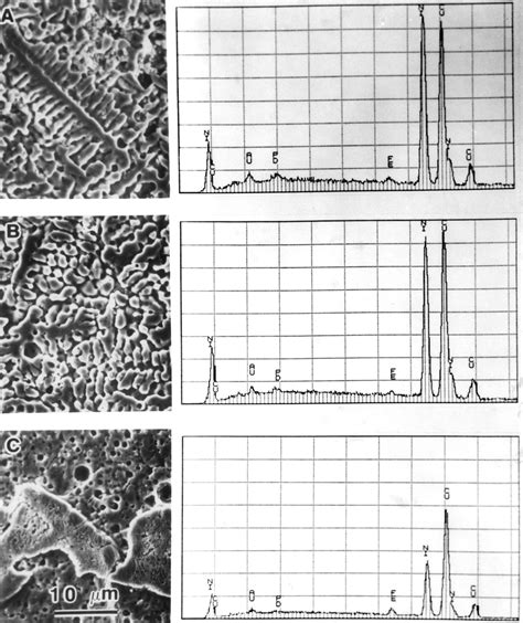 Sem Micrographs Showing Solidification And Reaction Microstructures Download Scientific