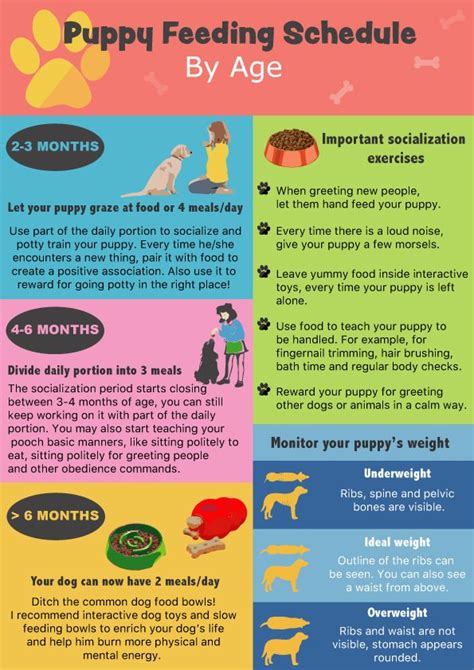 Puppy Feeding Guide By Age – Yoiki Guide