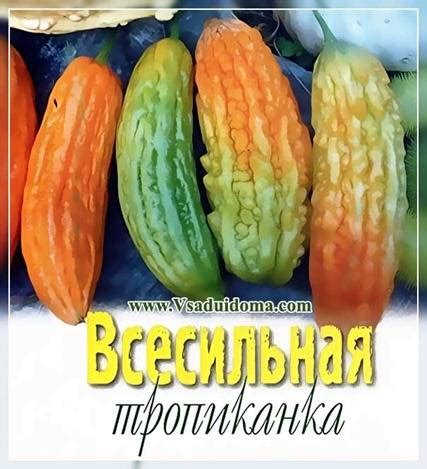 Момордика (фото) секреты выращивания, посадки и ухода | Сайт о саде ...