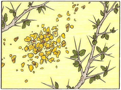 Ладан и мирра в ароматах. Часть II: в «Метаморфозах» Овидия и на ...