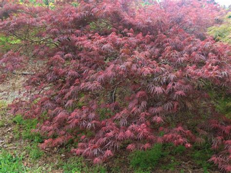 Barrie Bergman Advanced Japanese Maple Raraflora