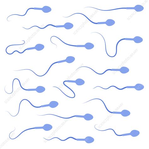 Human Sperm Cells Illustration Stock Image F035 4830 Science