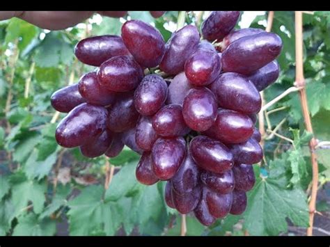 Крупноплодный виноград -Эмир и Елена-Виктория. - YouTube