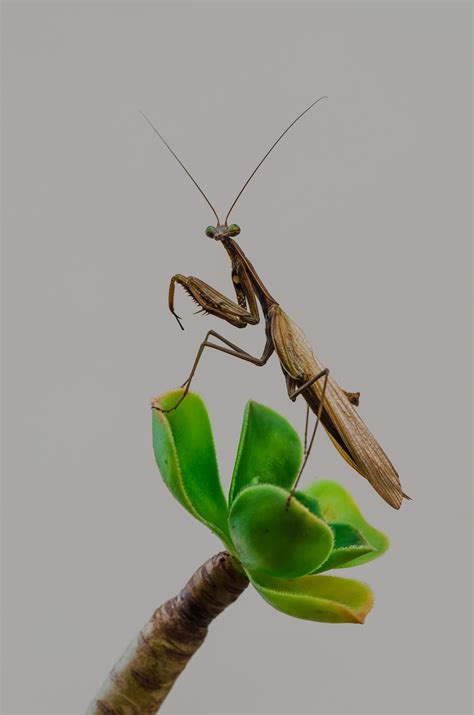 Mantide Religiosa Significato Simbolico
