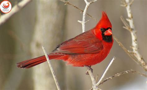 Discover The Official State Bird Of Ohio Northern Cardinal