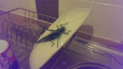Of A Cricket Plate For Scale Sorry No Bananas Rabsoluteunits