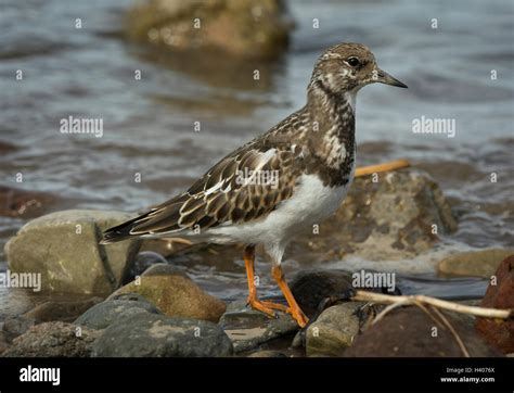 Juvenile Ruddy Turnstone Hi Res Stock Photography And Images Alamy