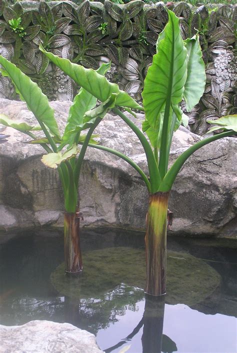 Water Plants Singapore G4rden Plant