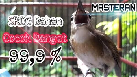 Awas Masteran Burung Srdc Gacor Banyak Materi Isian Video Asli