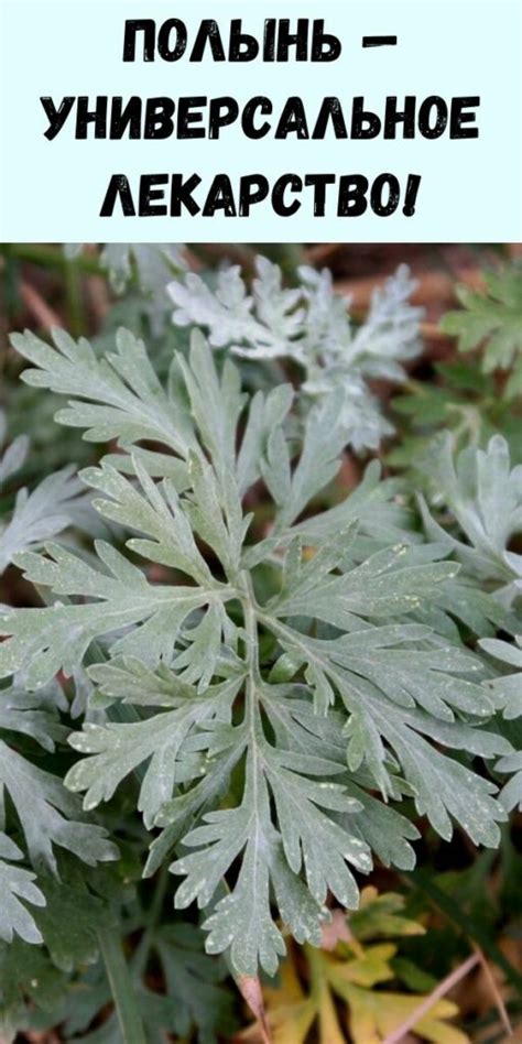 Полынь — универсальное лекарство! - Журнал для женщин