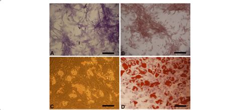 Differentiation Of Huc Derived Mscs Osteogenic Differentiation Of Mscs