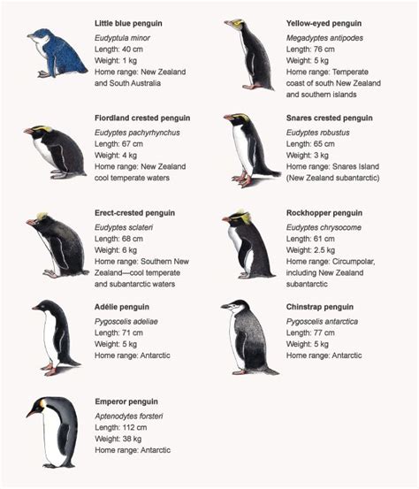 Different types of Penguins | Penguins, Types of penguins, Different