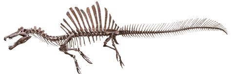 Original Spinosaurus Skeleton