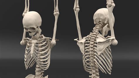 Human Male Skeleton Shackled D Model Ds Blend C D Fbx Max