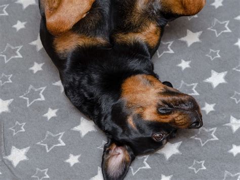 Rare Rottweiler-Basset Hound Mix Is Charming Everyone with His Short