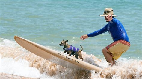 Flagler Beach hosts annual dog surfing competition