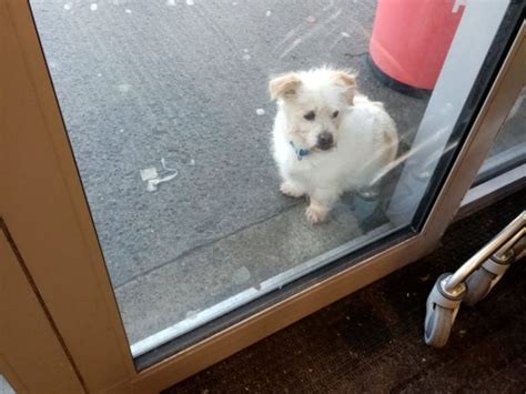 Found A Small White Dog