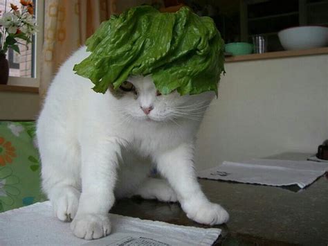 Cat With Lettuce On Head Cat Vrt