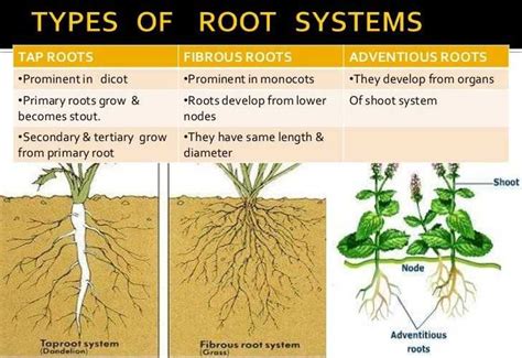 understanding  structure   tap root system