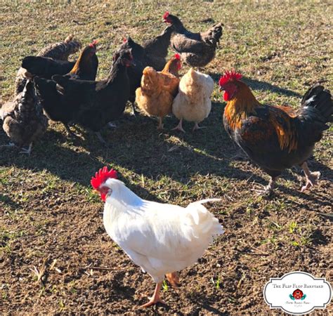 Choosing the BEST Chicken Breed For Your Homestead - The Flip Flop Barnyard