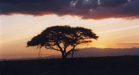 Acacia Tree at Sunset