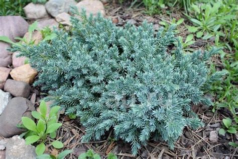 Можжевельник китайский Блю Альпс (Juniperus chinensis Blue Alps P9 ...