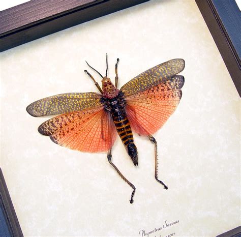 Madagascar grasshopper Archives - Butterfly Designs USA Real Framed Butterflies & Insects