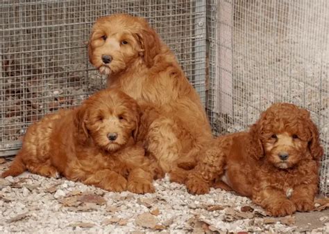 Dogs That Look Like Fried Chicken Yummy Pets