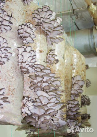 Для выращивания шампиньонов субстрат купить в Москве | Товары для дома ...