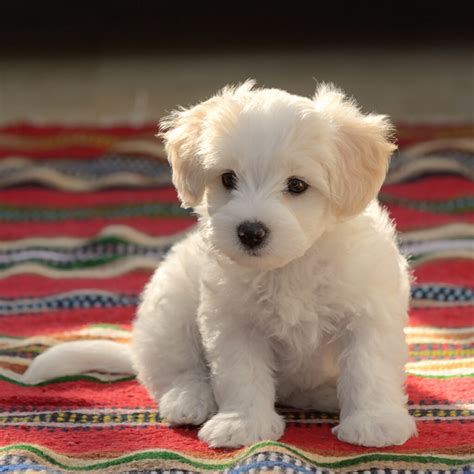Buy your dream Maltese from us now!