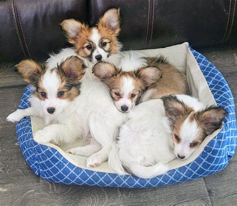 Papillon Puppies For Sale
