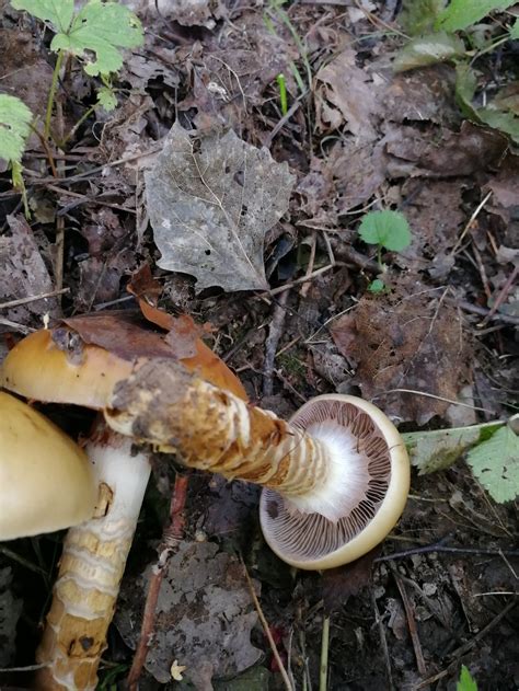 Паутинник обыкновенный (Cortinarius trivialis) фото и описание