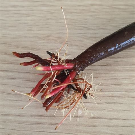 1 graine de Palétuvier rouge avec feuilles et racines Rhizophora mangle