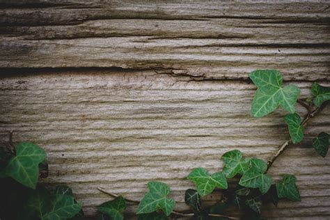 Hd Wallpaper Background Ivy Wood Green Climber Plant Nature