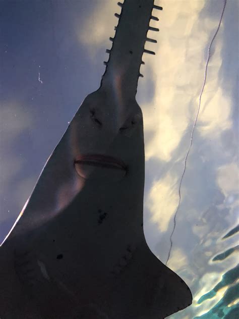 Never knew the saw shark had such a serious face : r/funny