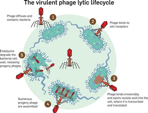 The Virulent Phage Lytic Life Cycle Highlighting Phage Infection And