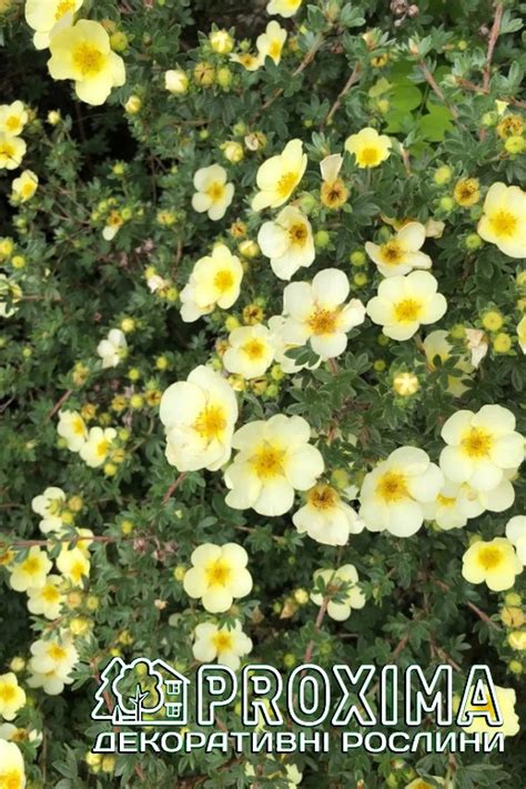 Лапчатка кущова Прімроуз Б'юті, Potentilla fruticosa Primrose Beauty ...
