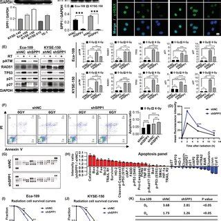 Knockdown Of SPP1 In Human ESCA Cells Enhanced Radiation Sensitivity