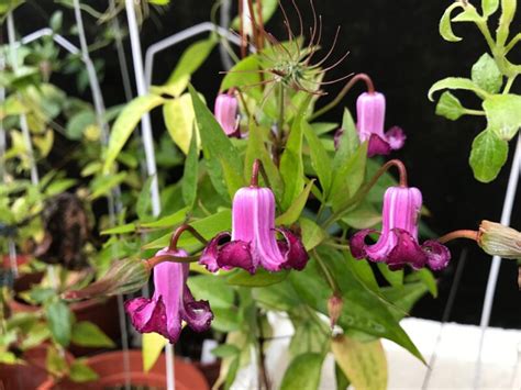 Купить Клематис Принцесса Рэд (Princess Red) — АС-Клематис