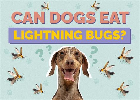 Can Dogs Eat Lightning Bugs Vet Reviewed Safety And Faq Hepper